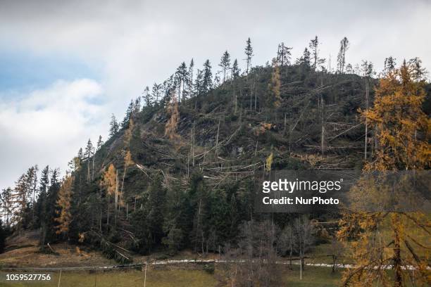 Uprooted trees after extreme winds of up to 190 kilometres per hour ripped through the Dolomites Mountains of Colle Santa Lucia, Belluno Province, in...