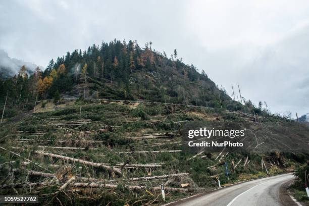 Uprooted trees after extreme winds of up to 190 kilometres per hour ripped through the Dolomites Mountains of Colle Santa Lucia, Belluno Province, in...