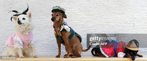 The pets spitz dog "Spitzerich", the pincher "Rocky" and chihuahua pinscher named "Zorroline", wearing traditional Bavarian style Dirndl costumes...