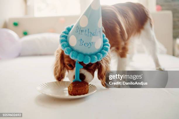 celebrating humans best friend birthday - funny cupcake stock pictures, royalty-free photos & images