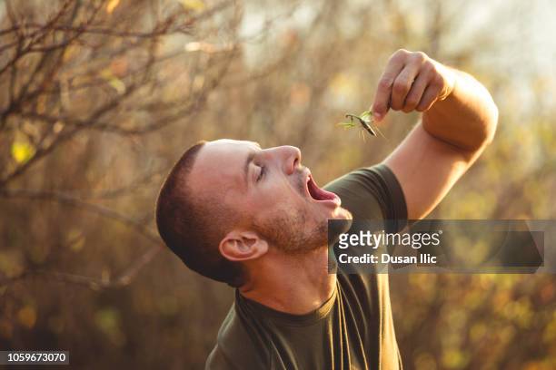 man eats a mantis - survival food stock pictures, royalty-free photos & images