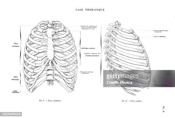illustration des menschlichen körpers-anatomie aus antiken französischen kunstbuch: brust-knochen - rib cage stock-grafiken, -clipart, -cartoons und -symbole