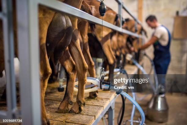 goats at the milking station in a barn - milking stock pictures, royalty-free photos & images