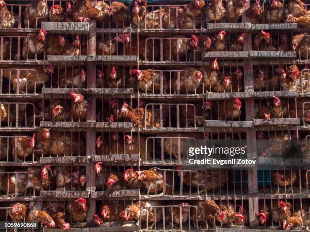 large cage full of living hens for sale, turkey - birdcage bildbanksfoton och bilder