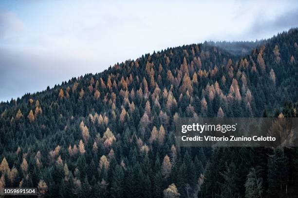 General view of the forest of the Asiago Plateau on November 8, 2018 in Asiago, Italy. On Monday, October 29th, violent winds and heavy rains have...