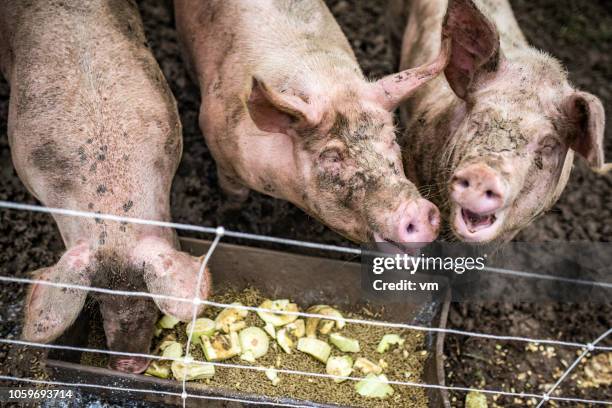 three happy pigs eating in their pen in a barn - trough stock pictures, royalty-free photos & images