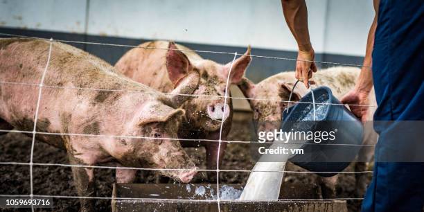 farmer pouring liquid food to pig trough in a barn - pocilga imagens e fotografias de stock