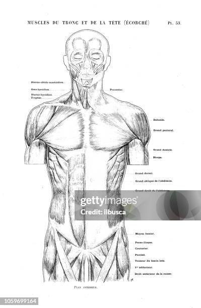 Ilustración De La Anatomía Del Cuerpo Humano Libro De Arte Francés Antiguo Torso Y Los Músculos De La Cabeza Ilustración de stock - Getty Images Ilustración De La Anatomía Del Cuerpo Humano Libro De Arte Francés Antiguo Torso Y Los Músculos De La Cabeza Ilustración de stock - Getty Images