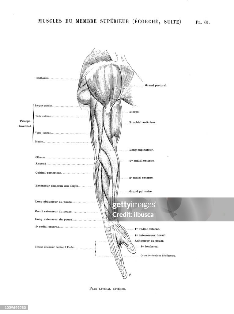 F Rence Muscles Illustration Of Human Body Anatomy From Antique French Art Book Arm ...