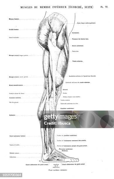 ilustraciones, imágenes clip art, dibujos animados e iconos de stock de ilustración de la anatomía del cuerpo humano libro de arte francés antiguo: los músculos de la pierna y el pie - calf