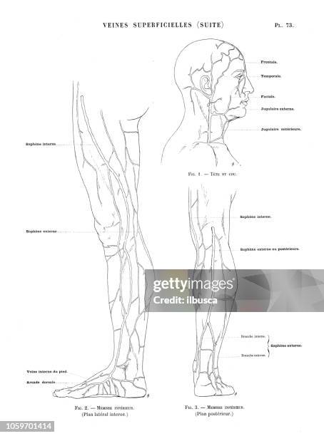 illustration of human body anatomy from antique french art book: veins and arteries - human head veins stock illustrations
