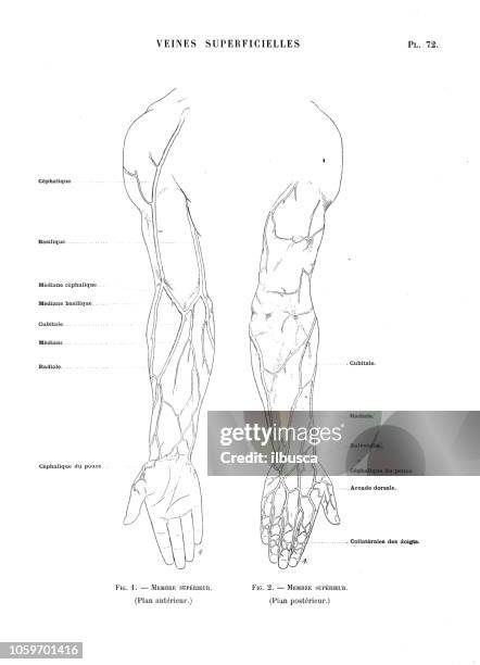 bildbanksillustrationer, clip art samt tecknat material och ikoner med illustration av människokroppen anatomi från antika franska konstbok: vener och artärer - artär