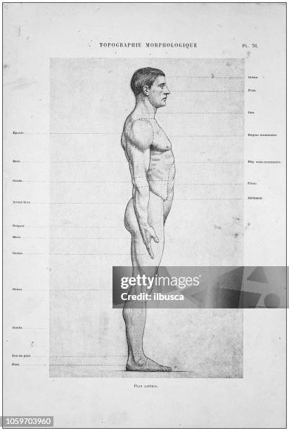 illustration of human body anatomy from antique french art book - the human body stock illustrations