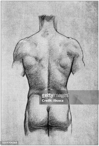 illustrations, cliparts, dessins animés et icônes de illustration de l’anatomie du corps humain du livre d’art français antique : torse, dos - vieilles fesses