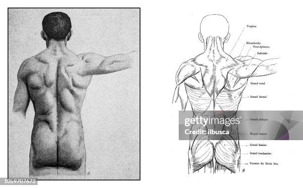 從古董法國藝術書人體解剖學插圖 - bare bottom 幅插畫檔、美工圖案、卡通及圖標