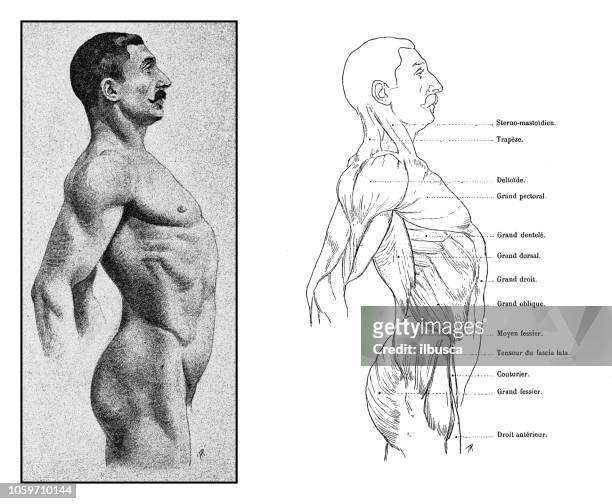 illustrazioni stock, clip art, cartoni animati e icone di tendenza di illustrazione dell'anatomia del corpo umano dall'antico libro d'arte francese - human body part