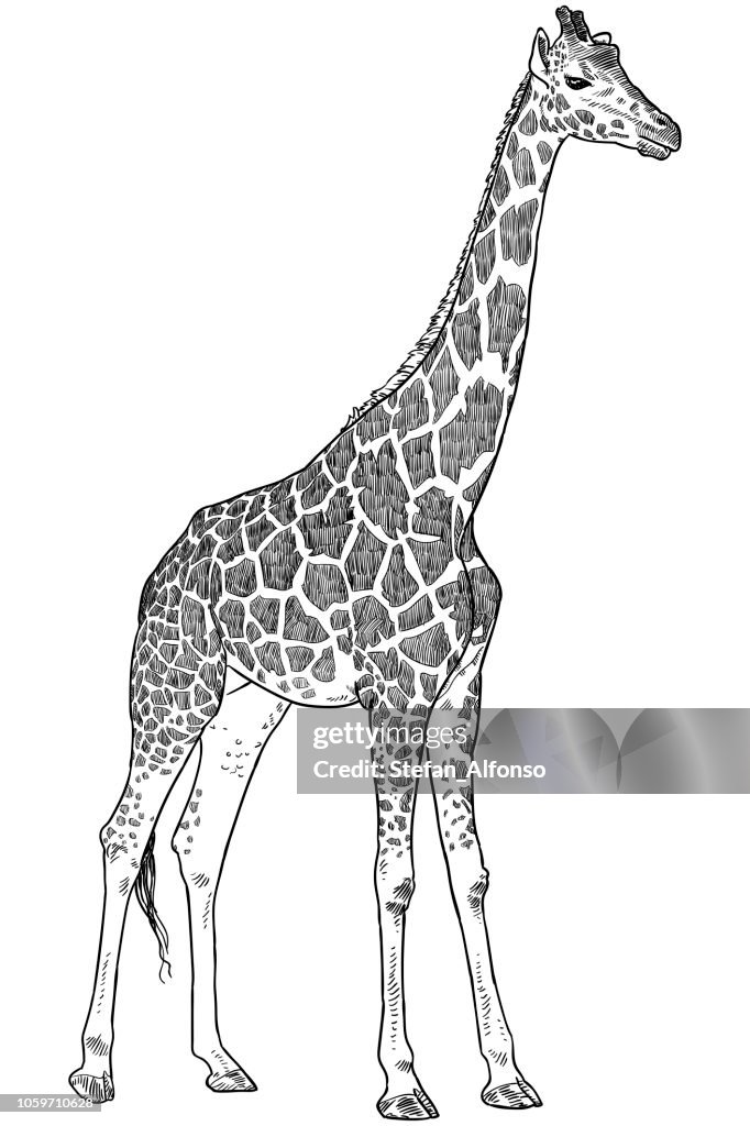 Girafe Dessin Illustration - Getty Images