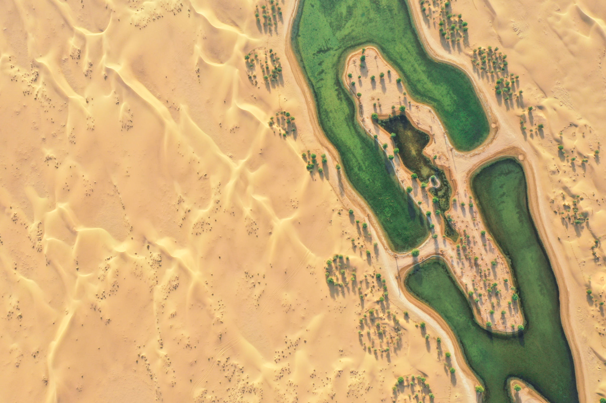 green oasis