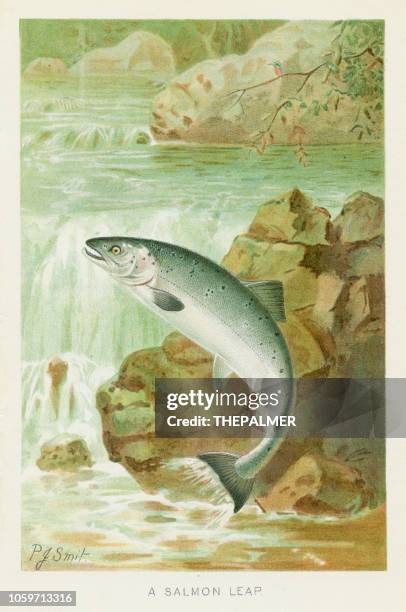 salmon leap chromolithograph 1896 - fish jumping stock illustrations