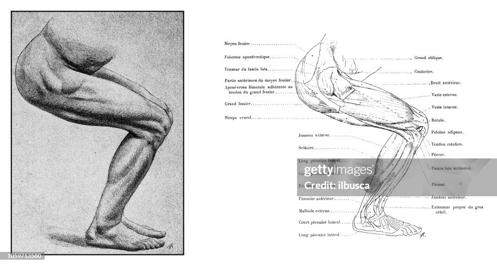 Illustration des menschlichen Körpers-Anatomie aus antiken französischen Kunstbuch: Bein