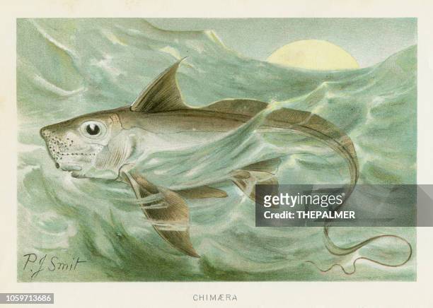 33 fotos e imágenes de Chimaera Fish - Getty Images