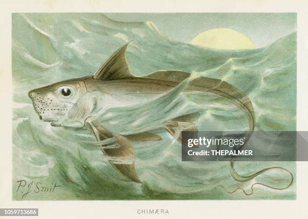 33 fotos e imágenes de Chimaera Fish - Getty Images 33 fotos e imágenes de Chimaera Fish - Getty Images