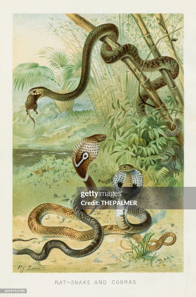Cobra snake chromolithograph 1896