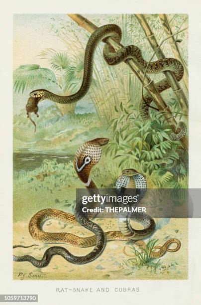 cobra snake chromolithograph 1896 - naja stock illustrations