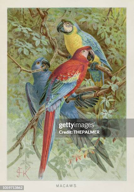 stockillustraties, clipart, cartoons en iconen met macaws chromolithograph 1896 - chromolithografie
