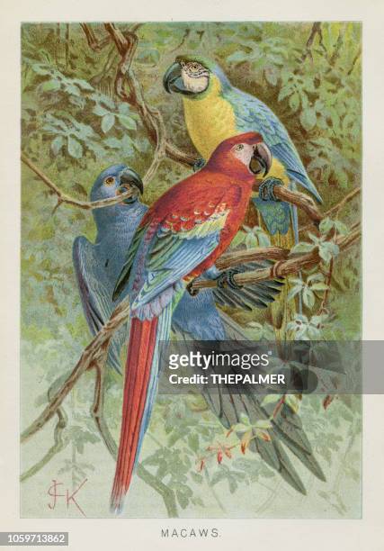 金剛鸚鵡 chromolithograph 1896 - parrot 幅插畫檔、美工圖案、卡通及圖標