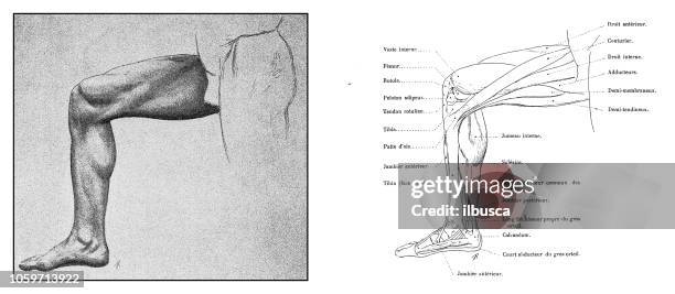 134点の足 男性 筋肉イラスト素材 Getty Images 134点の足 男性 筋肉イラスト素材 Getty Images