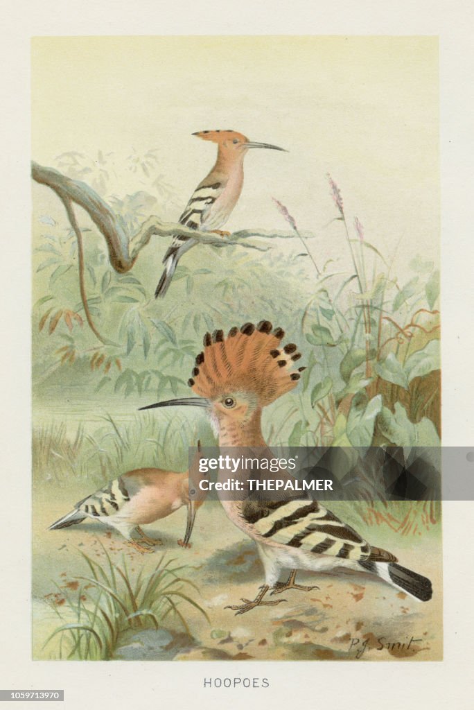 Hoopoes chromolithograph 1896