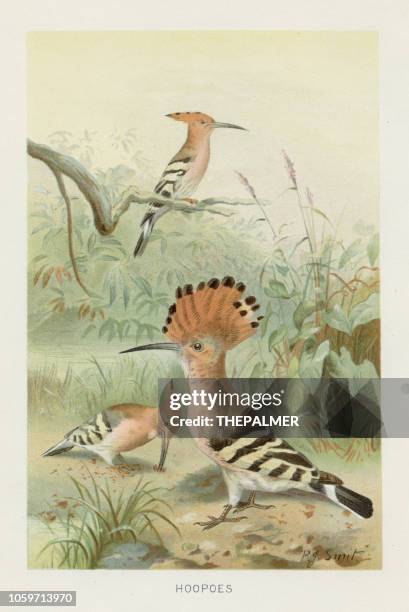 hoopoes chromolithograph 1896 - hoopoe stock illustrations