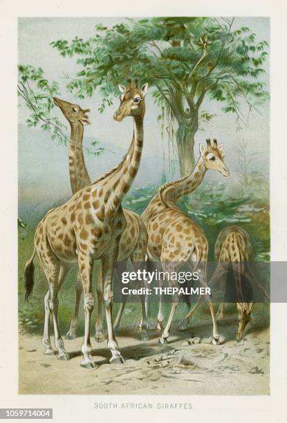 illustrations, cliparts, dessins animés et icônes de chromolithographie de girafes 1896 - girafe