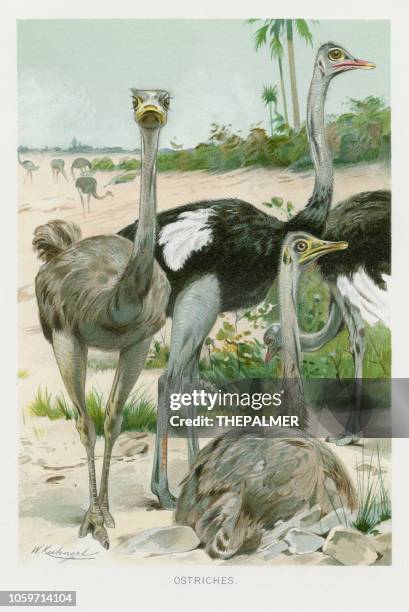 ostrich chromolithograph 1896 - chromolithograph stock illustrations