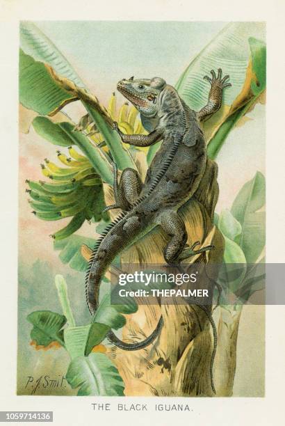 黑鬣蜥 chromolithograph 1896 - iguana 幅插畫檔、美工圖案、卡通及圖標