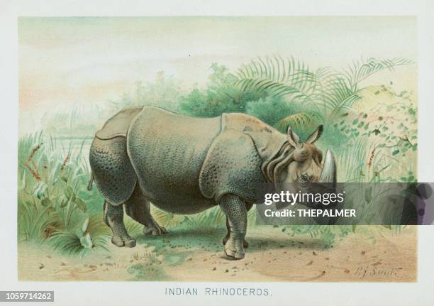 indian rhinocerus chromolithograph 1896 - rhinos stock illustrations