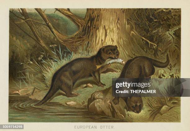 european otter chromolithograph 1896 - european otter stock illustrations