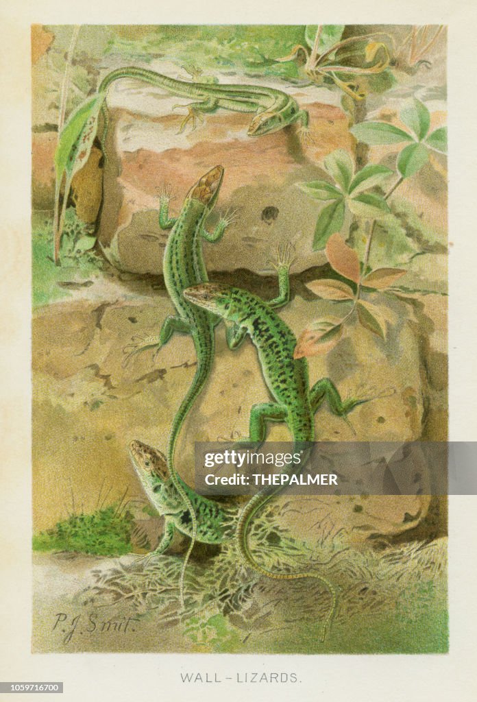 Wall lizards chromolithograph 1896