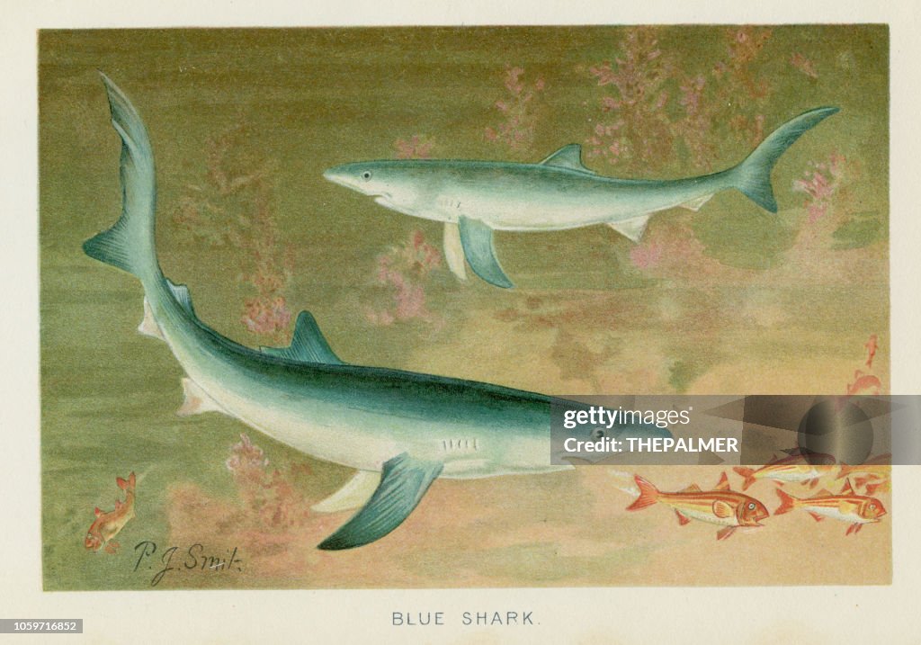 Blue shark chromolithograph 1896