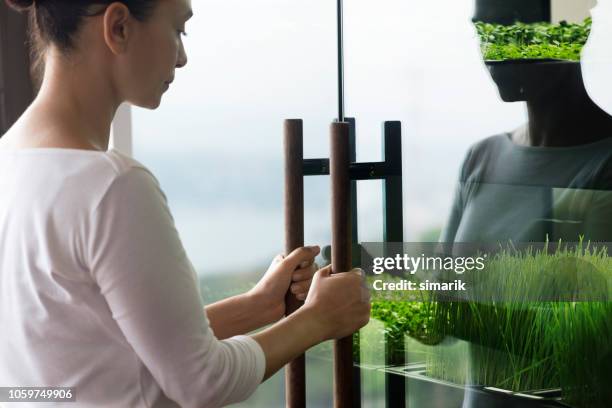 micro greens - grama de ponta imagens e fotografias de stock