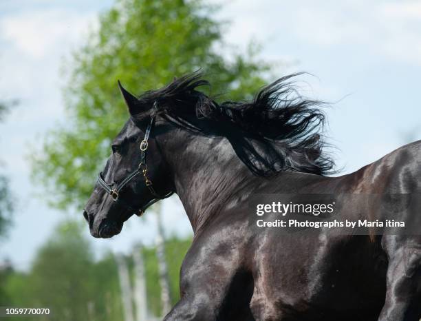 raven stallion of andalusian breed - black horse ストックフォトと画像