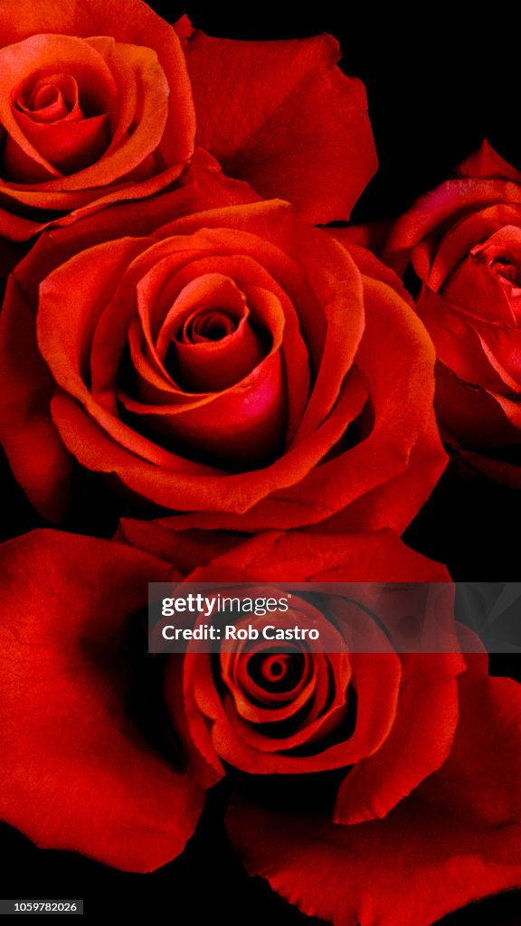 Red Roses