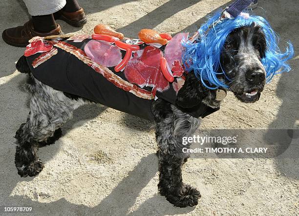 Mabel dresses as singer Lady Gaga in the meat dress participates in the Tompkins Square Park 20th Annual Halloween Dog Parade October 23, 2010 in New...