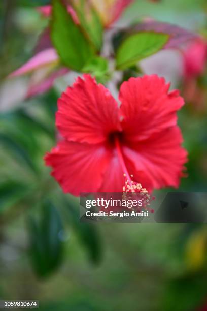 hawaiian hibiscus - hawaiian flowers stock pictures, royalty-free photos & images