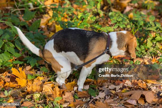 beagle poops. - stool stock-fotos und bilder