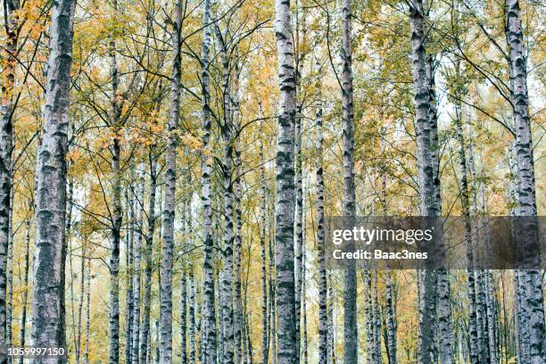 birch forest - bright autumn day - birch forest ストックフォトと画像