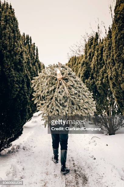teenage boy carrying a christmas tree home. - christmas denmark stock pictures, royalty-free photos & images