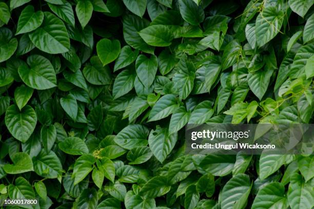 green leaves natural background - bush photos et images de collection