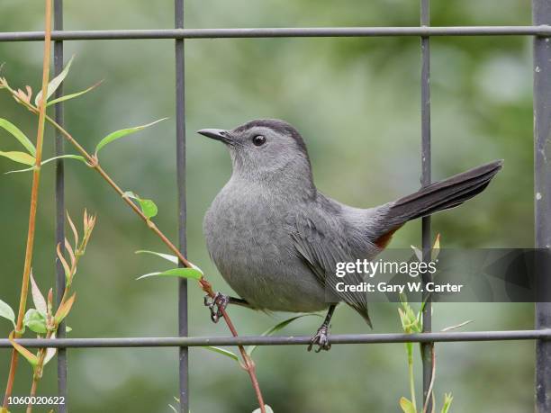 gray catbird - gray catbird stock pictures, royalty-free photos & images